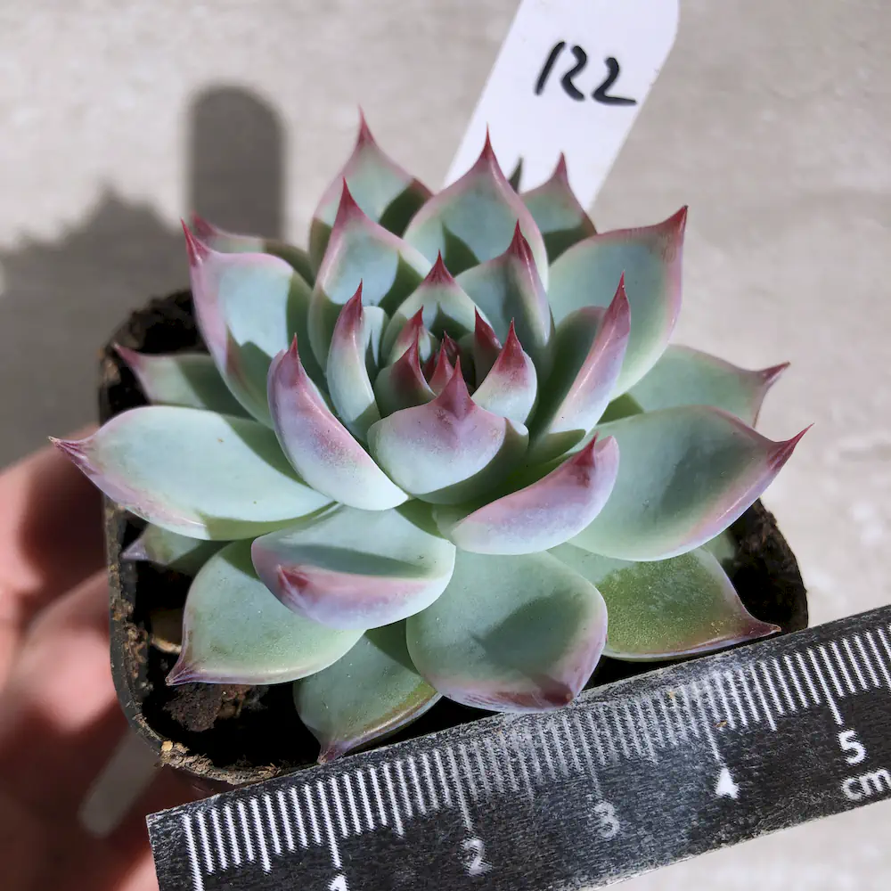 Echeveria Momotarou