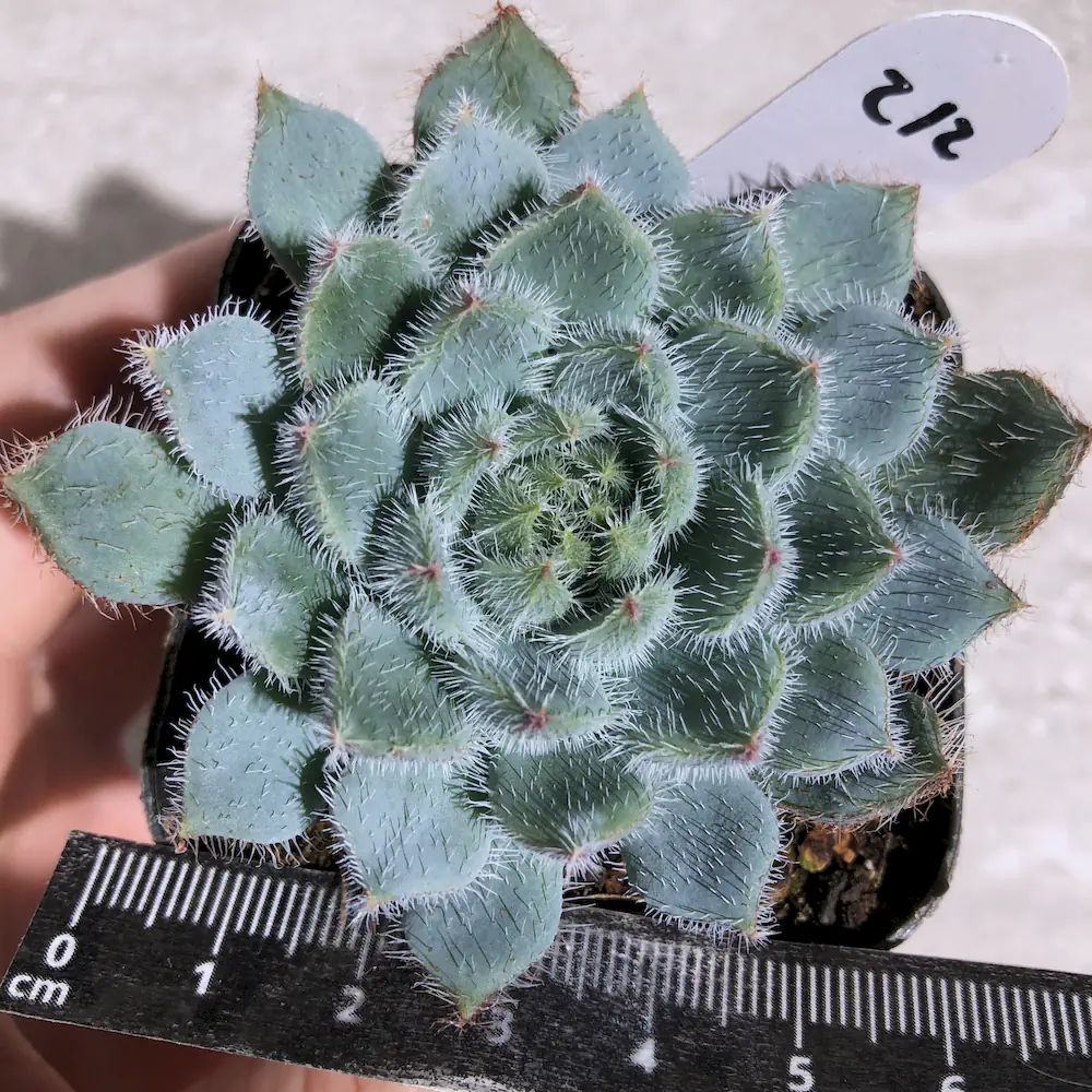 Echeveria Setosa var Minor