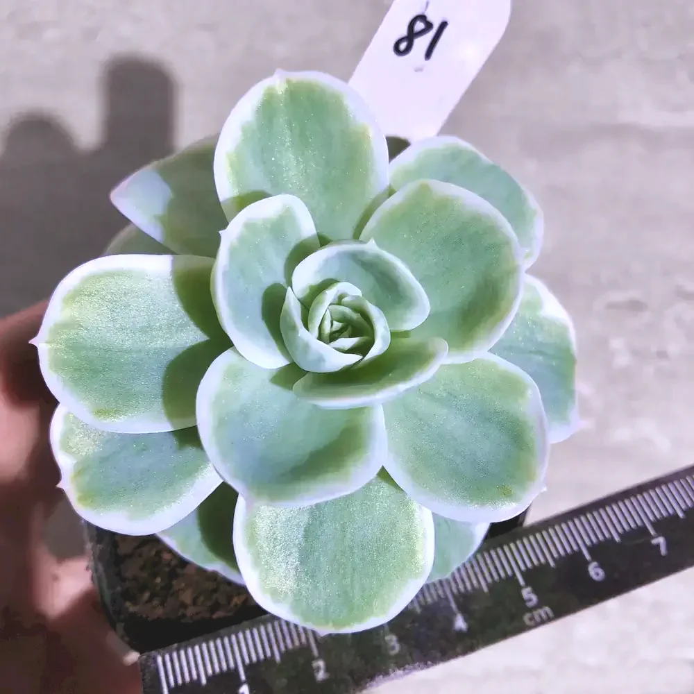 Echeveria Lemon Rose Variegated