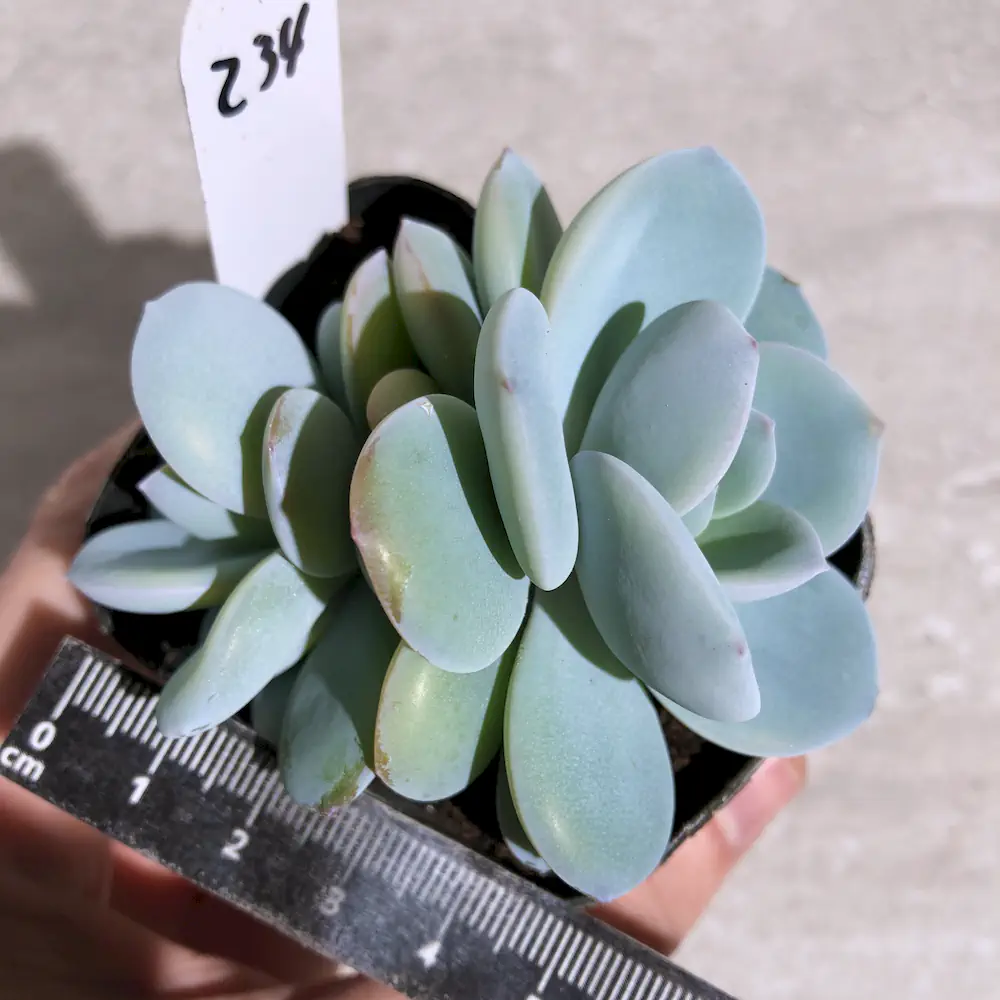 Echeveria Cream Tea