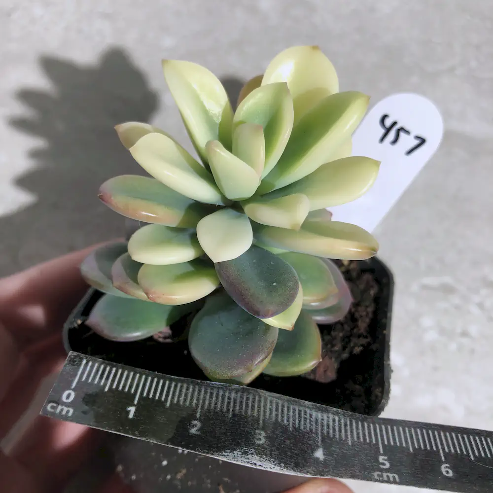 Echeveria Rezry Variegated