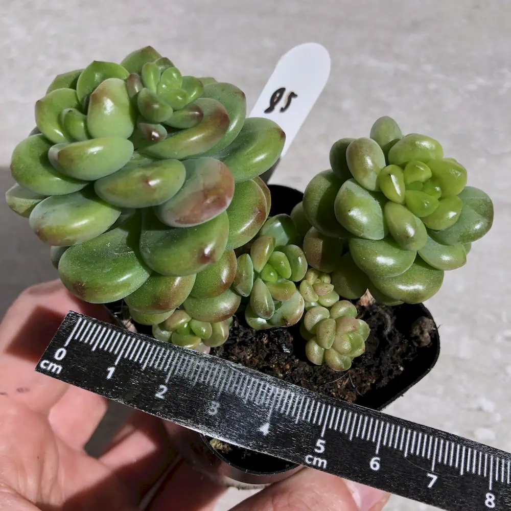 Sedeveria Shangri-La