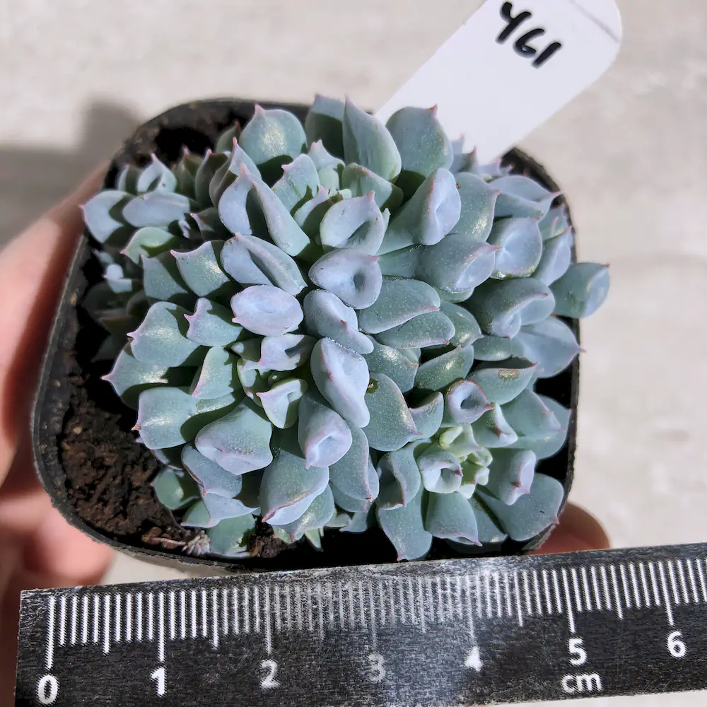 Echeveria Pig Nose