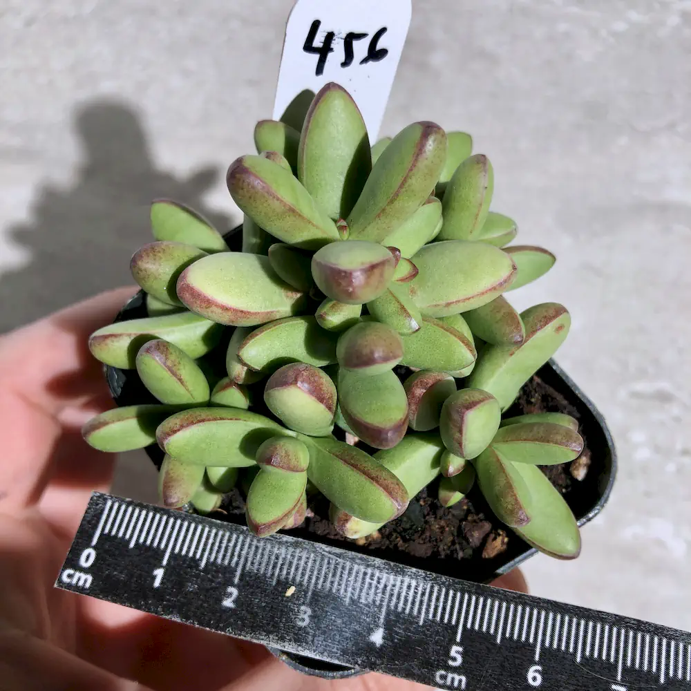 Crassula Nudicaulis var. Herrei