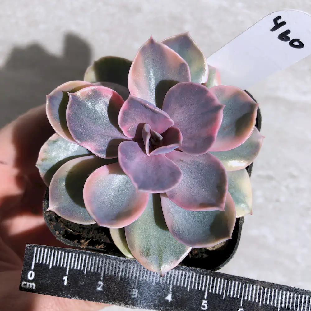 Echeveria Rainbow
