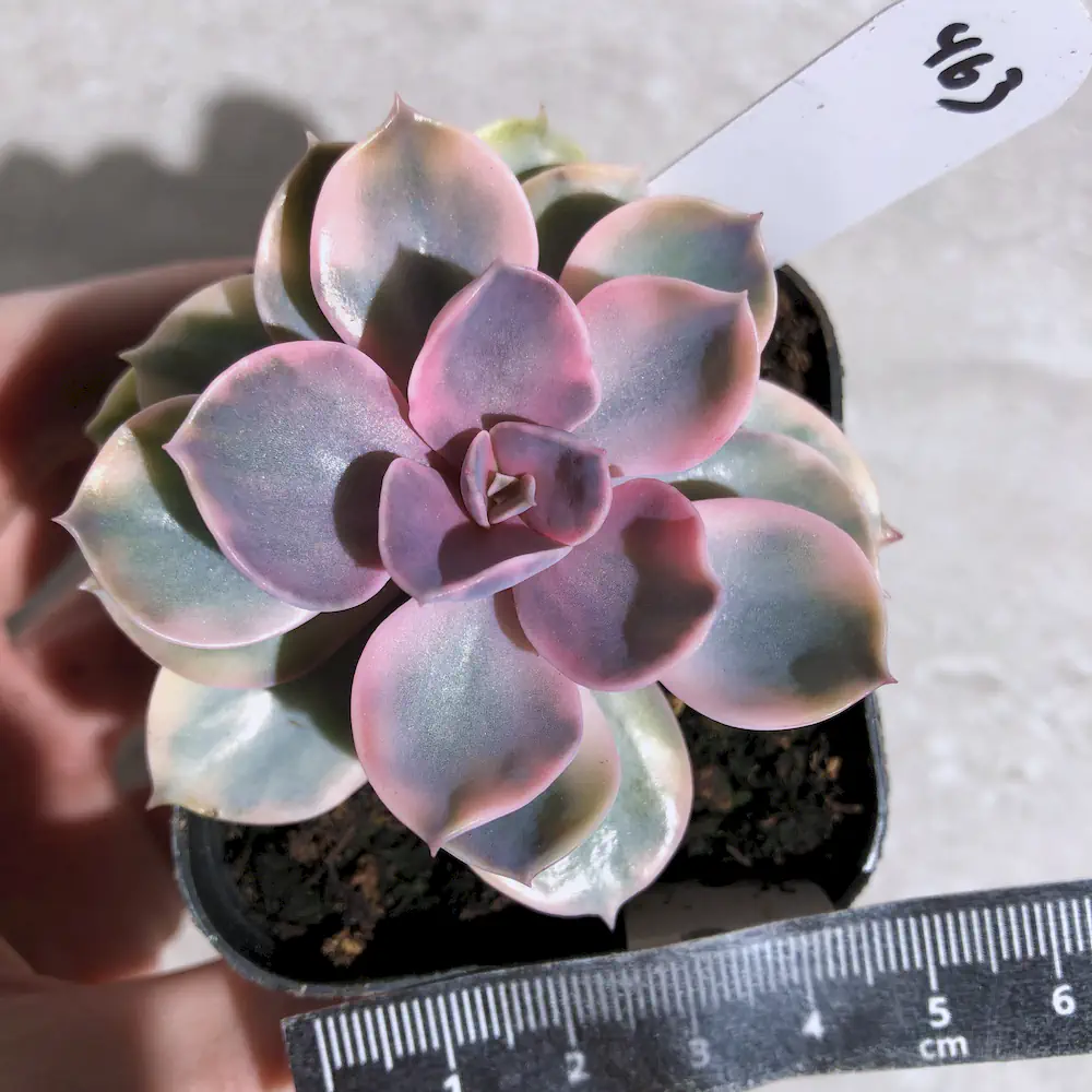 Echeveria Rainbow