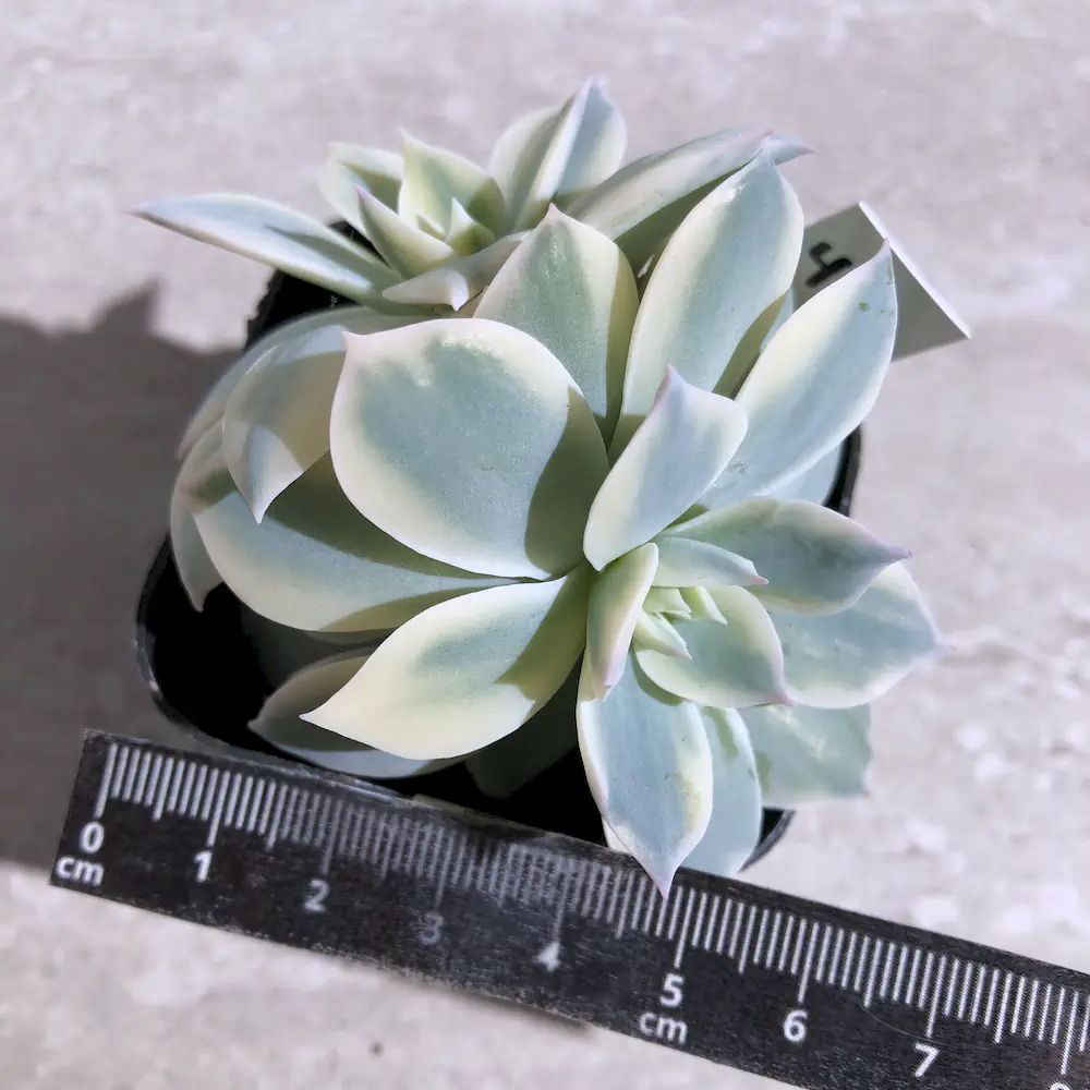 Echeveria Desmetiana Variegated - Peacock Echeveria
