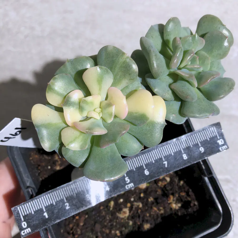 Echeveria Cubic Frost Variegated