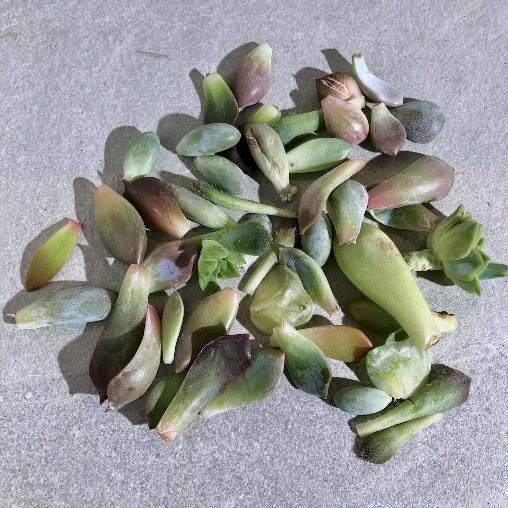 Premium Succulent Leaves (Propagator's Delight)