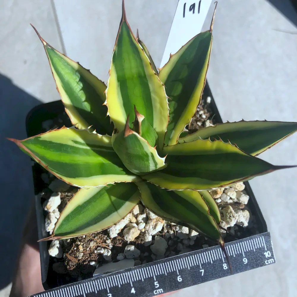 Agave Lophantha 'Quadricolor'