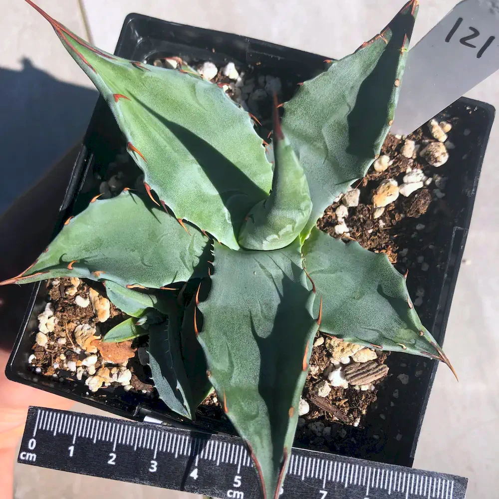 Agave Parryi (Cold Hardy)