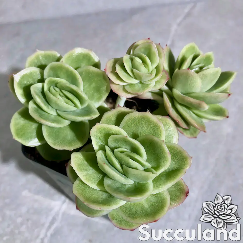 Echeveria Ice Rose Variegated Succulent