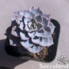 Echeveria Desmetiana - Peacock Echeveria