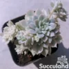 Echeveria Prolifica Variegated