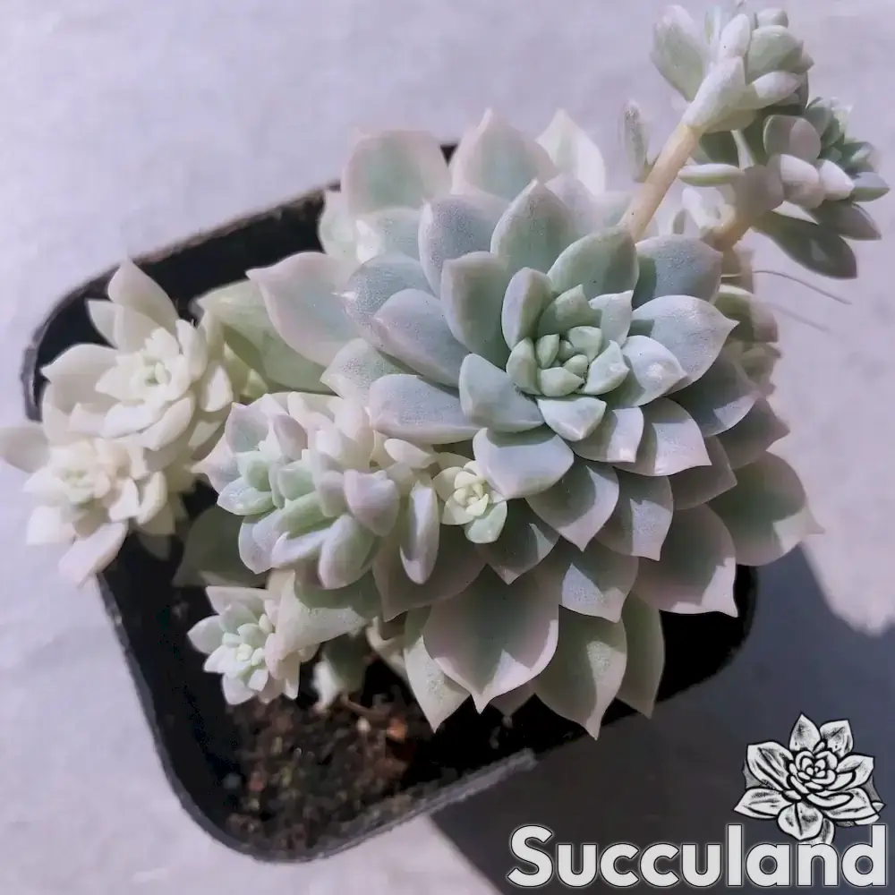 Echeveria Prolifica Variegated succulent