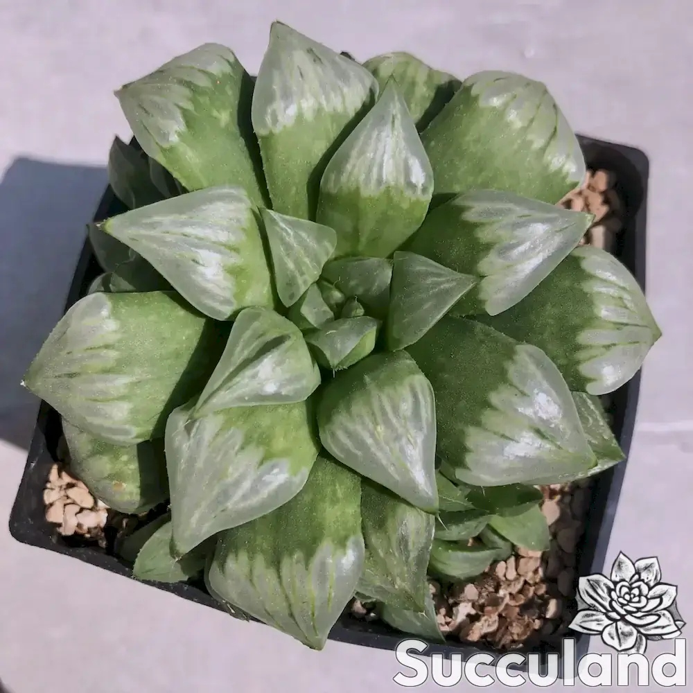 Haworthia Byakuya Silver