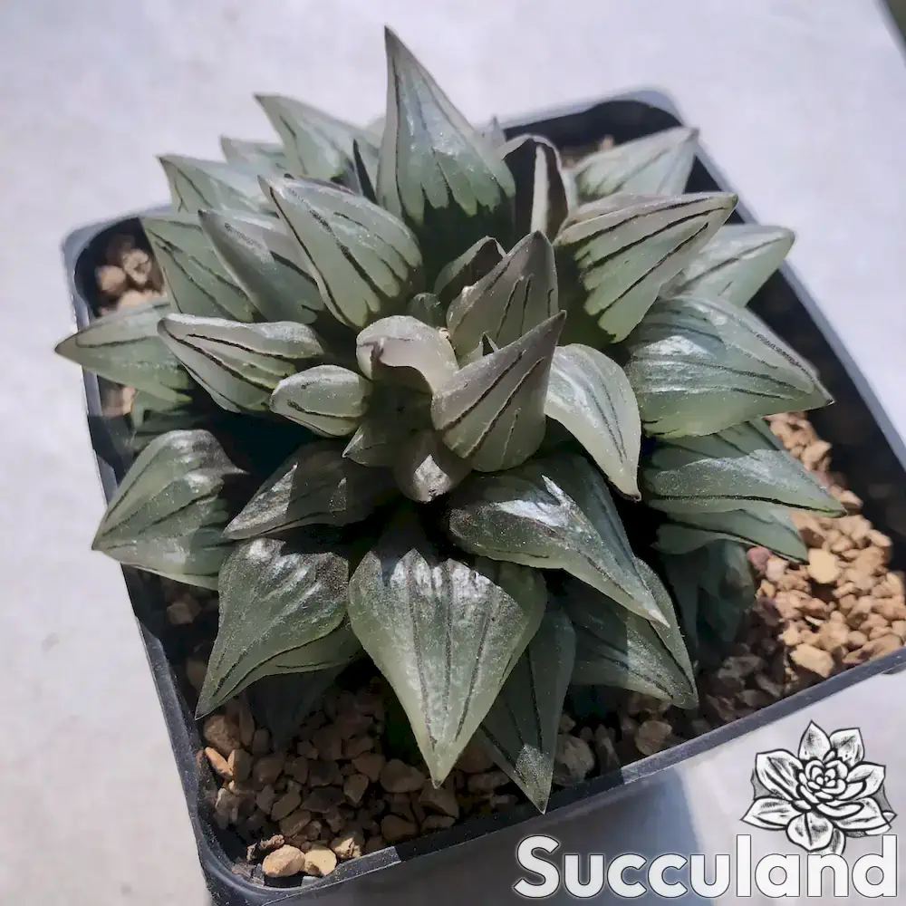 Haworthia Magnifica Var. Atrofusca Mutant