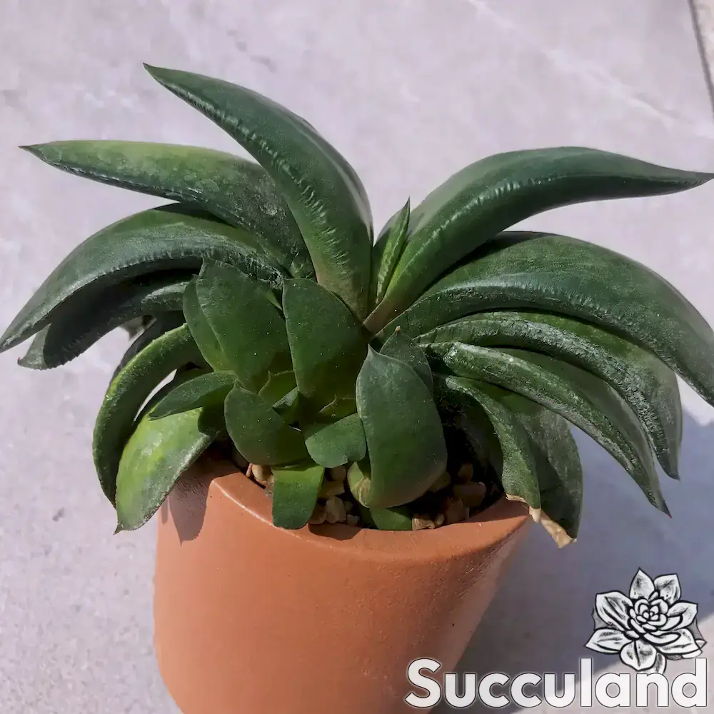 Gasteria Nitida Var. Armstrongii succulent