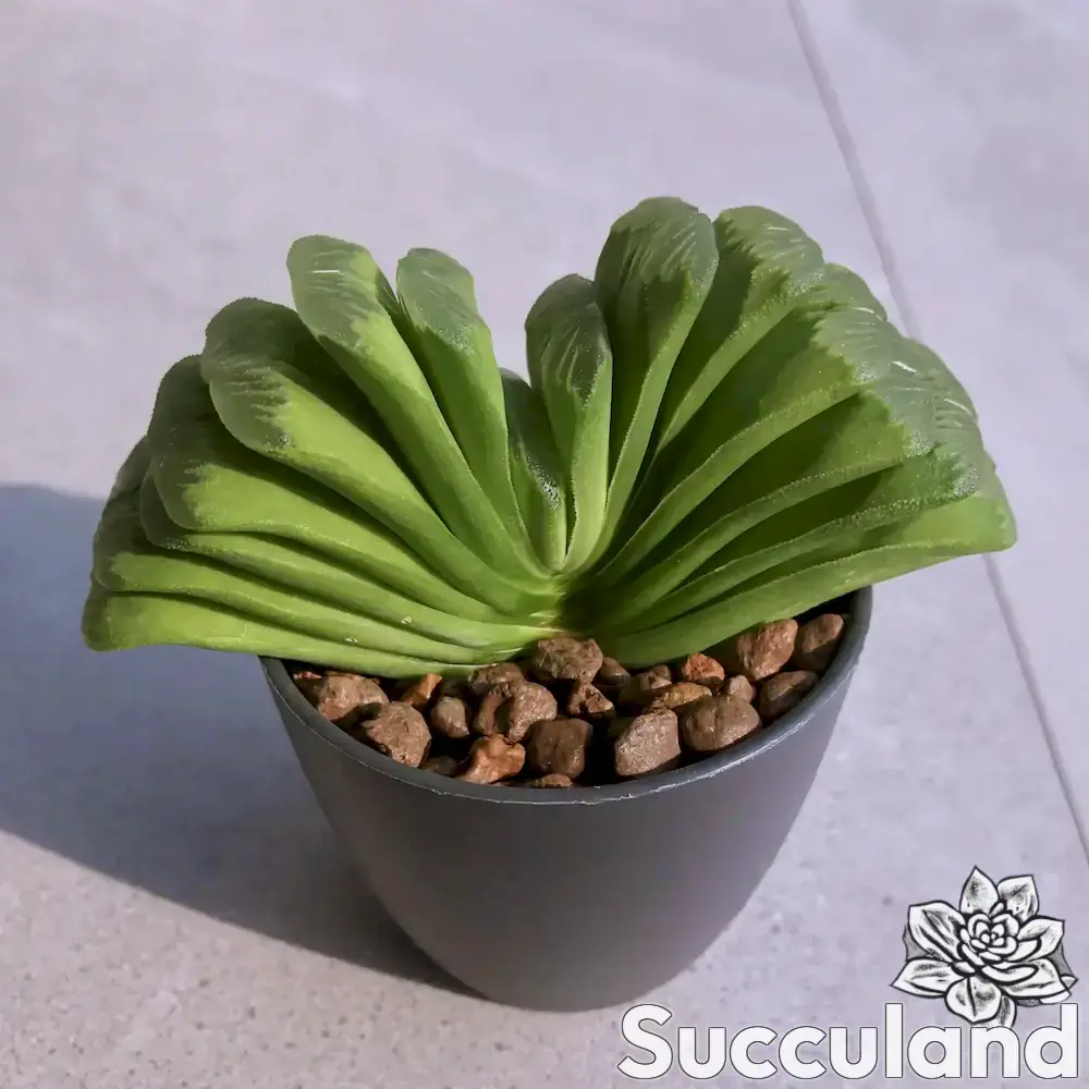 Haworthia Truncata lemon lime succulent