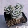 Graptoveria Lovely Rose