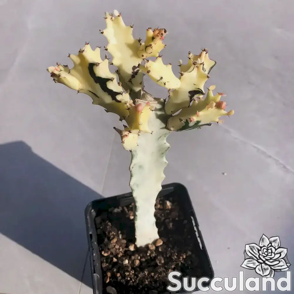 Euphorbia Lactea 'White Ghost' succulent