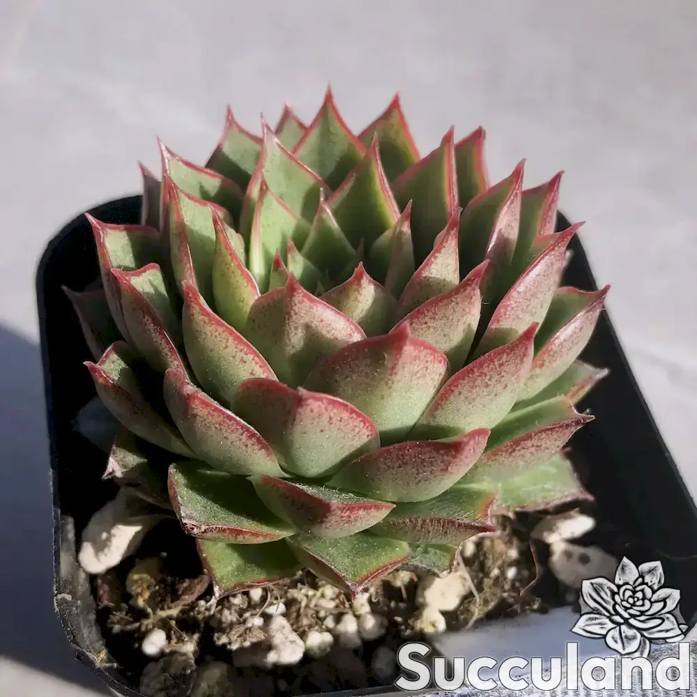 Echeveria Pipi Shrimp succulent