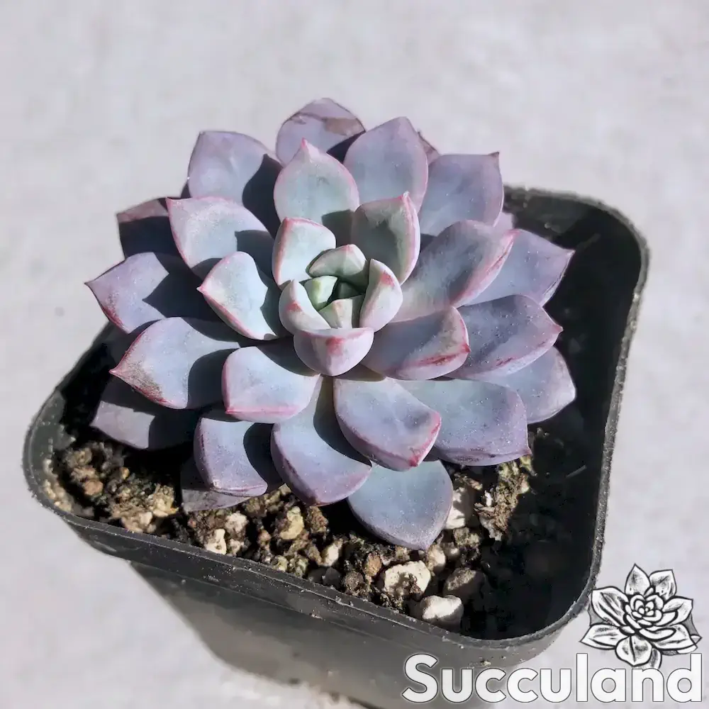 Echeveria Subcorymbosa 'Lau 30' succulent