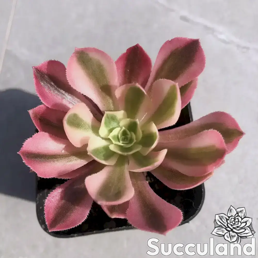 Aeonium Pink Witch succulent