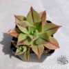 Aeonium Leucoblepharum 'Red Stripe'
