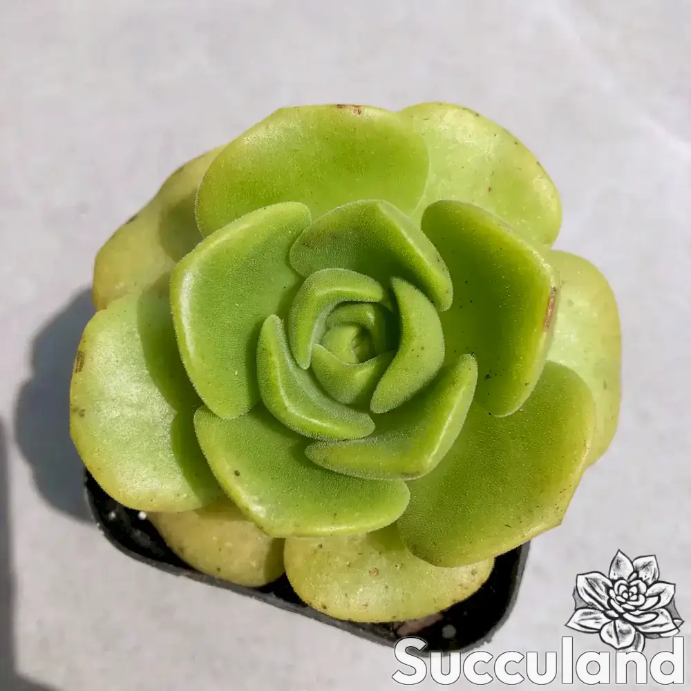 Aeonium Lily Pad succulent