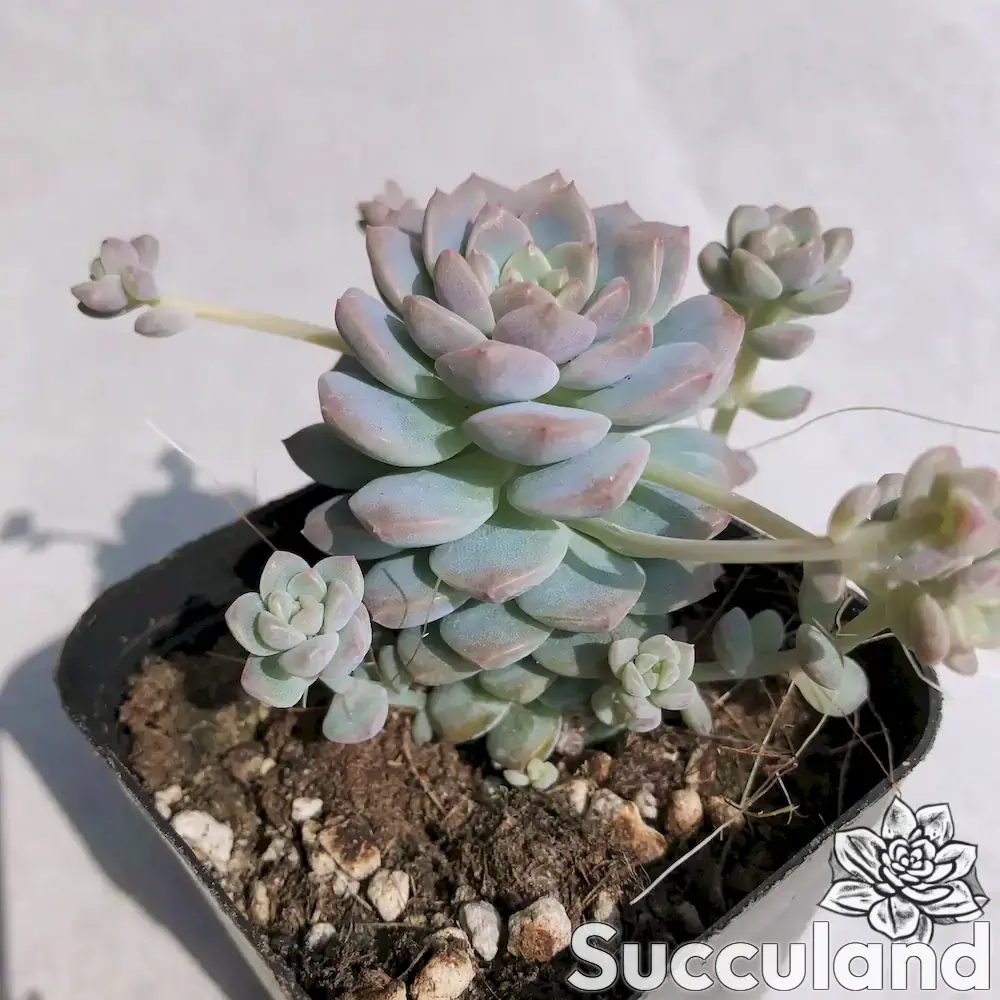 Echeveria Prolifica succulent