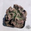 Echeveria Dark Vader