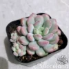Echeveria Little Red Egg