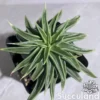 Echeveria Lutea - Yellow Echeveria