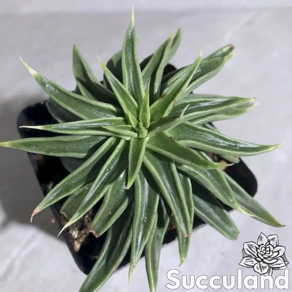 echeveria lutea succulent