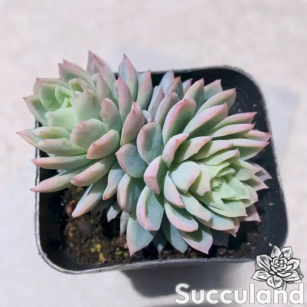 Echeveria Violet Queen succulent