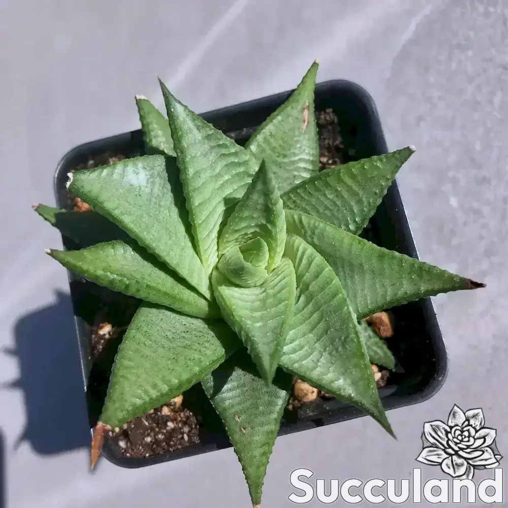 Haworthiopsis Limifolia Var. Keithii succulent