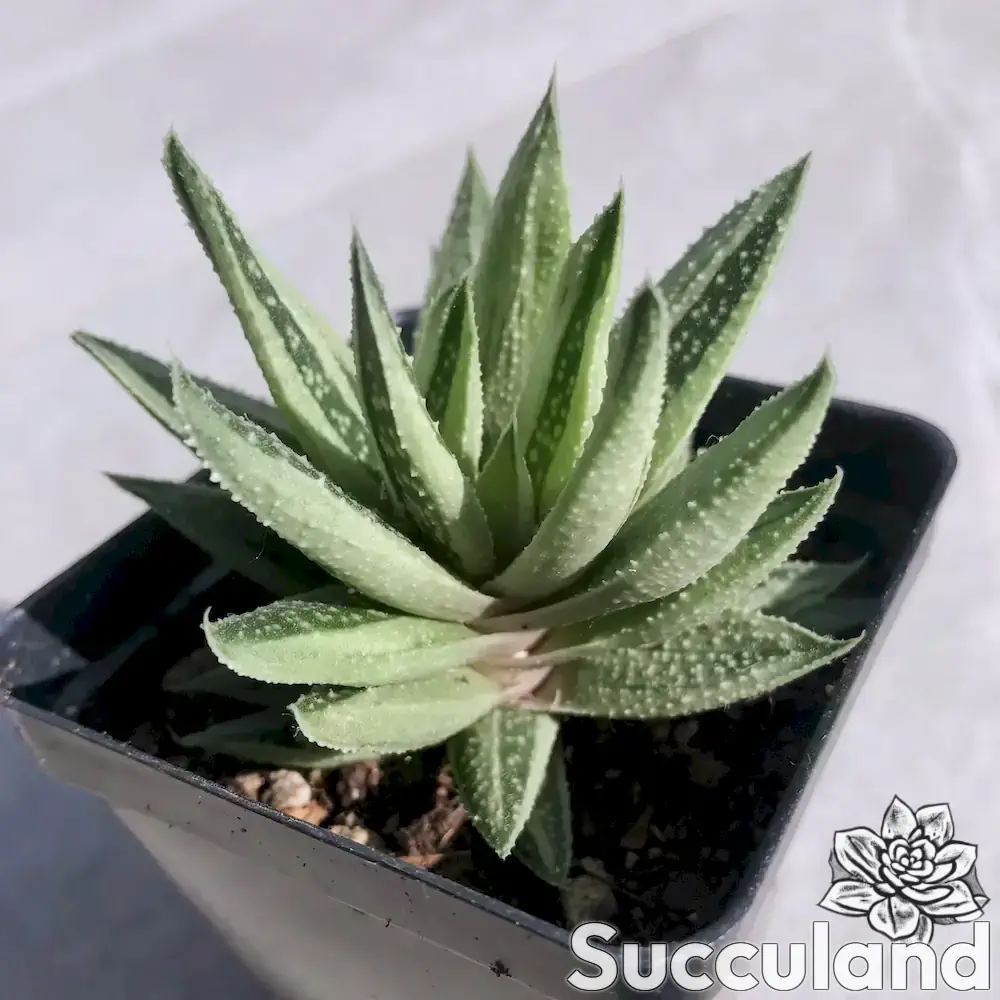 Gasteraloe Thais succulent