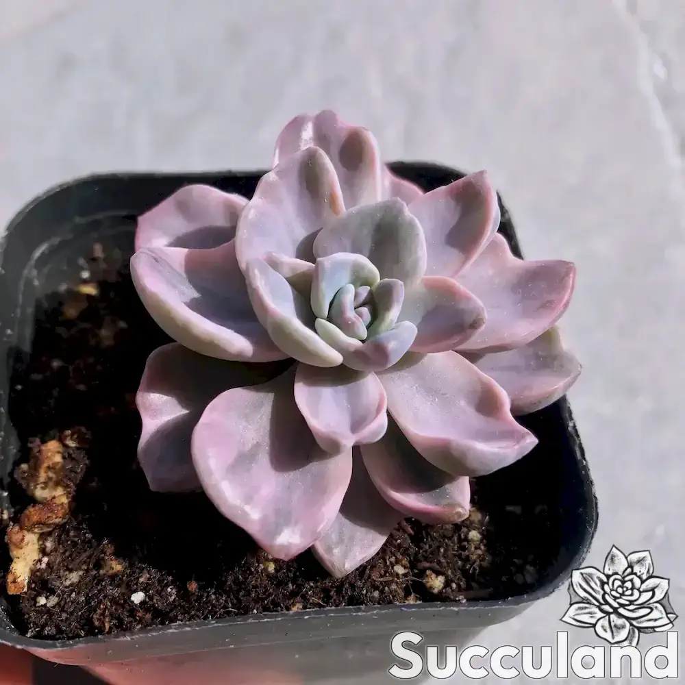 Graptoveria Mrs Richards Variegated