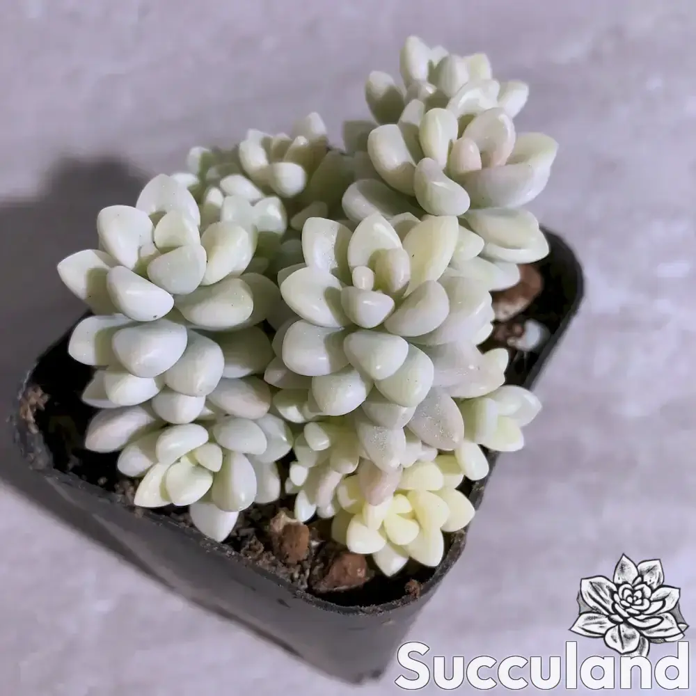 Graptopetalum Mirinae Variegated succulent