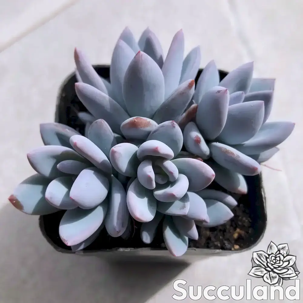Pachyveria Simonoasa 'Powder Puff' succulent