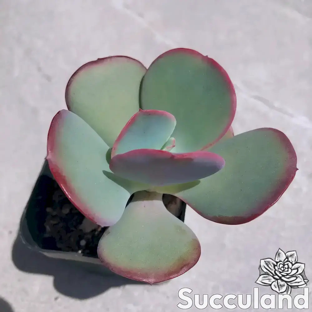 Echeveria Gigantea succulent