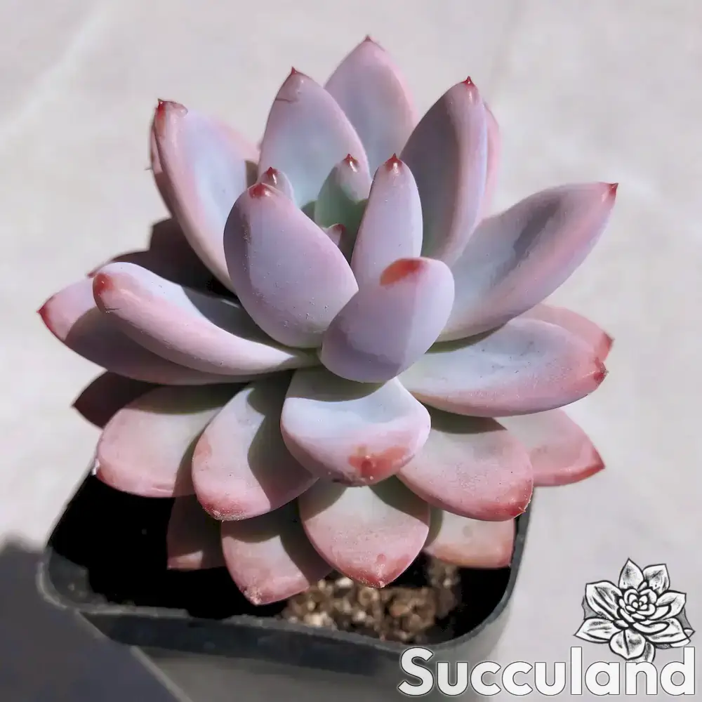 Graptoveria Opalina Superba succulent