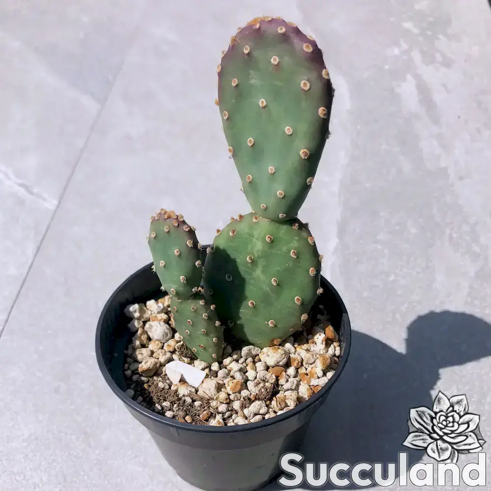 Opuntia Aurea 'Golden Carpet' cactus
