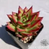 Echeveria Agavoides 'Lipstick'