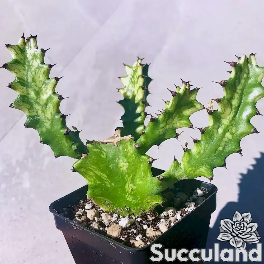 Euphorbia Trigona 'Mint Cream' succulent
