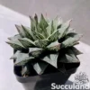 Haworthia Cooperi 'Purple Painting'