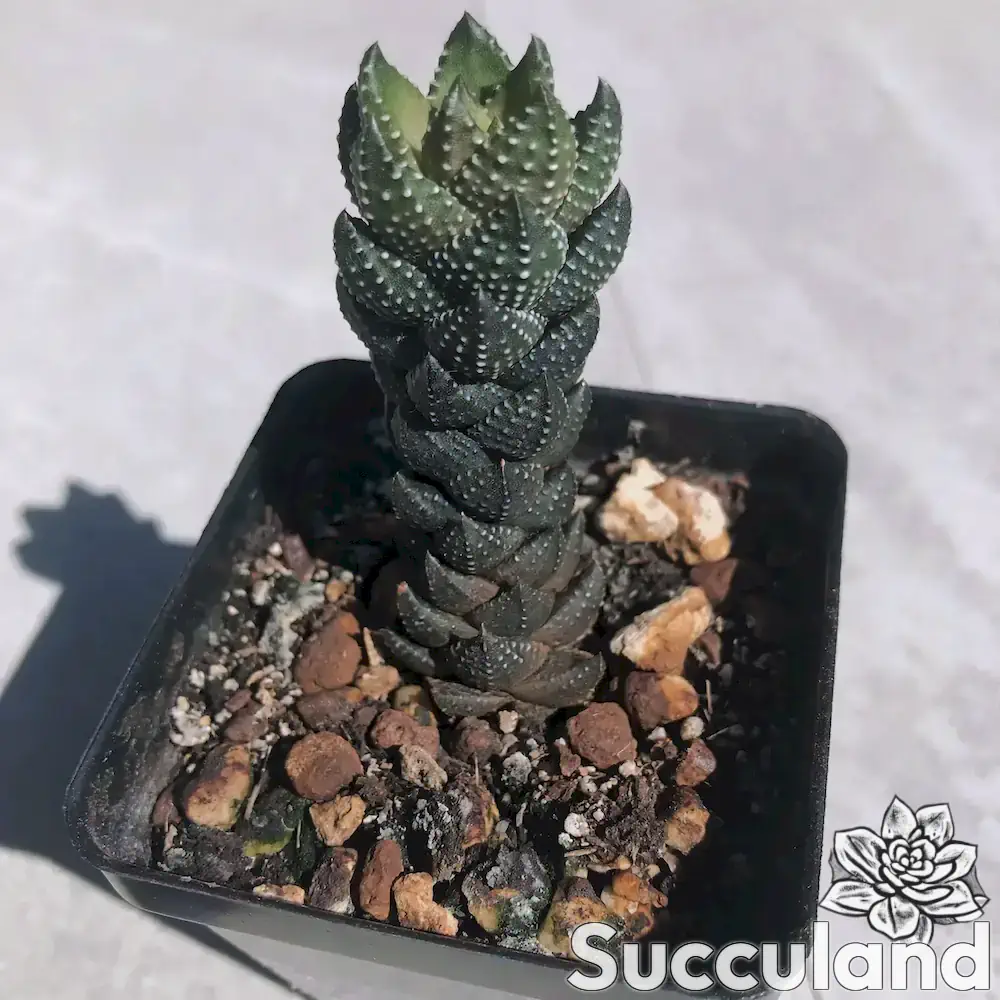 Haworthiopsis Coarctata var. Chalwinii - African Pearls succulent