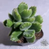 Cotyledon Tomentosa - Bear Paws