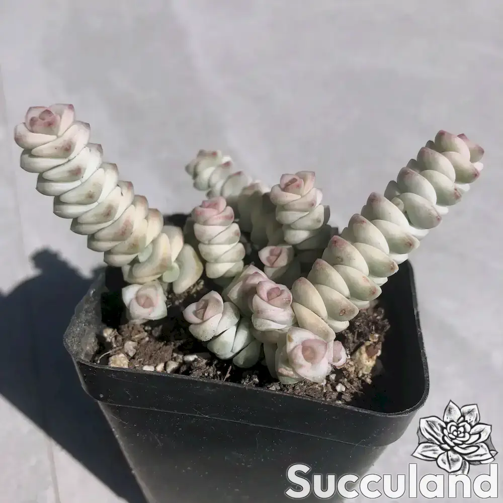 Crassula Perforata Kougaensis Variegated succulent
